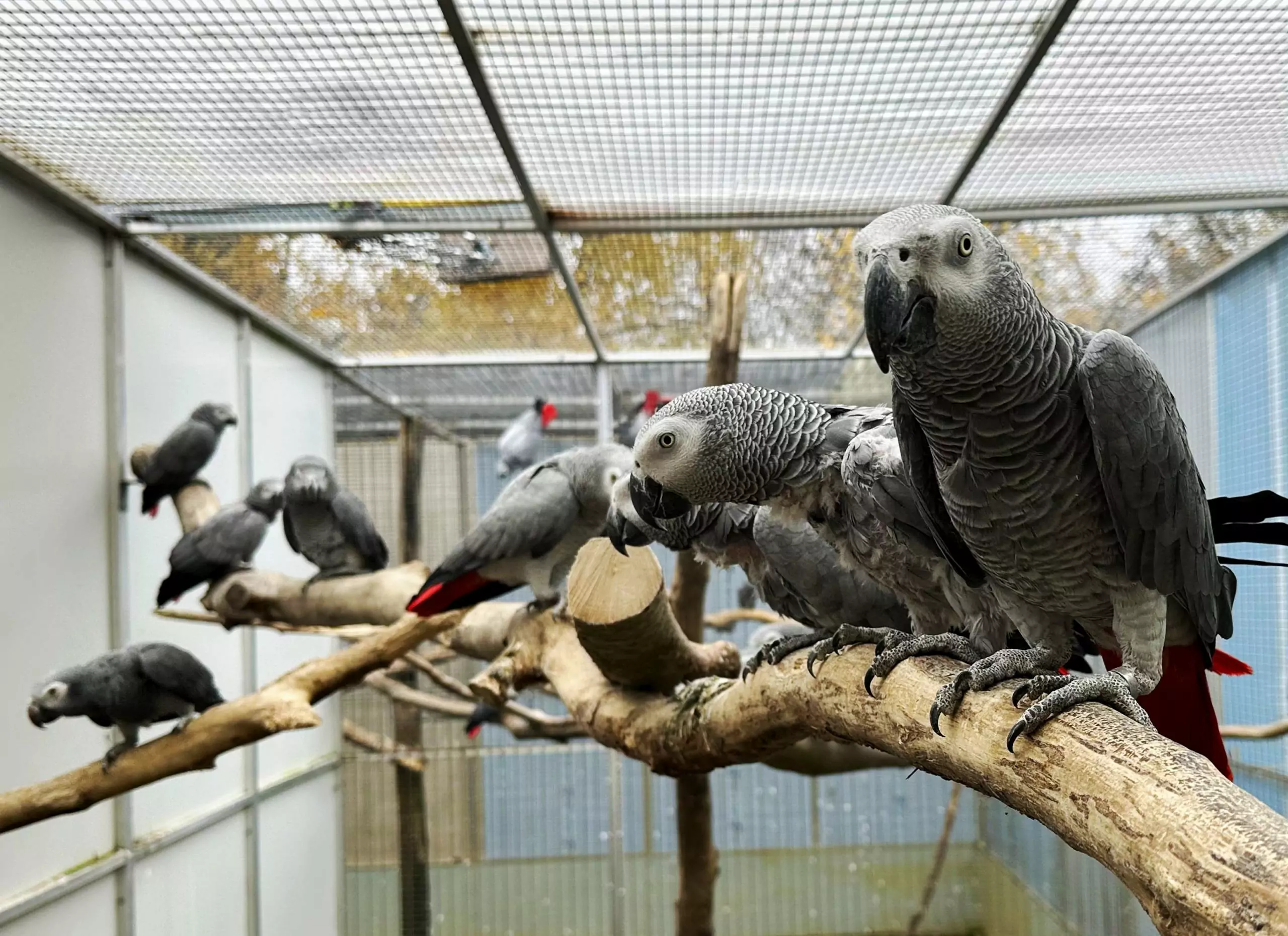 Parrot-World-Gris-du-Gabon