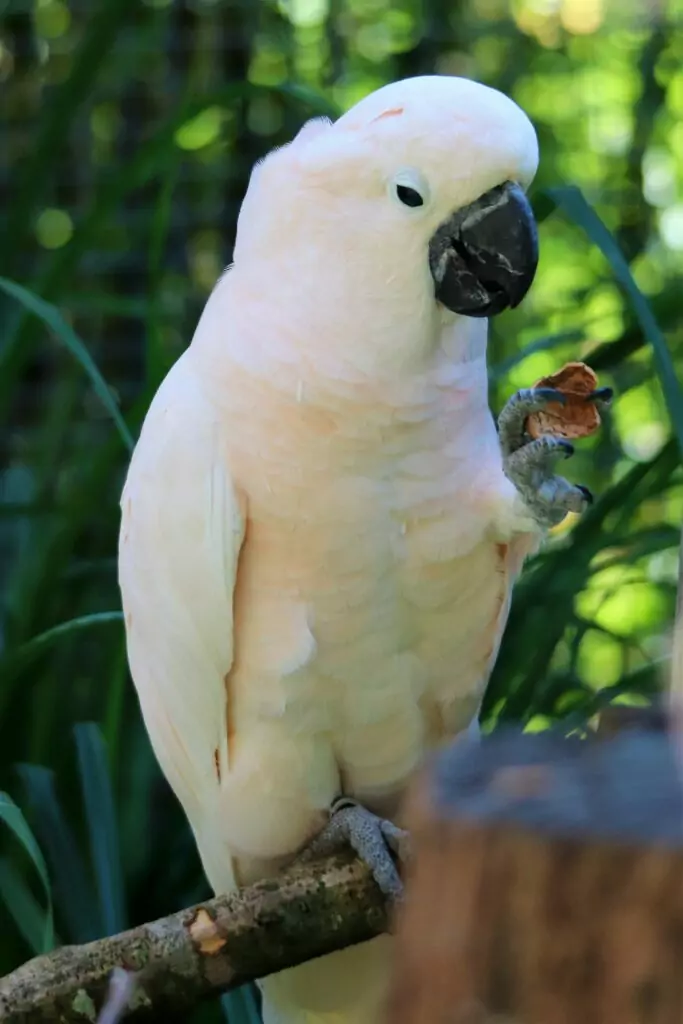 Photo-Cacatoes-des-Moluques-683x1024