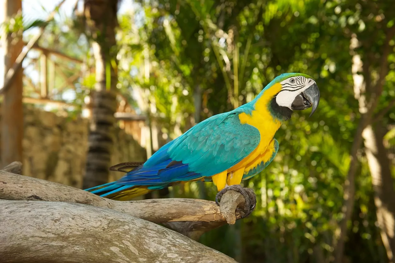 parrot-1414019_1280