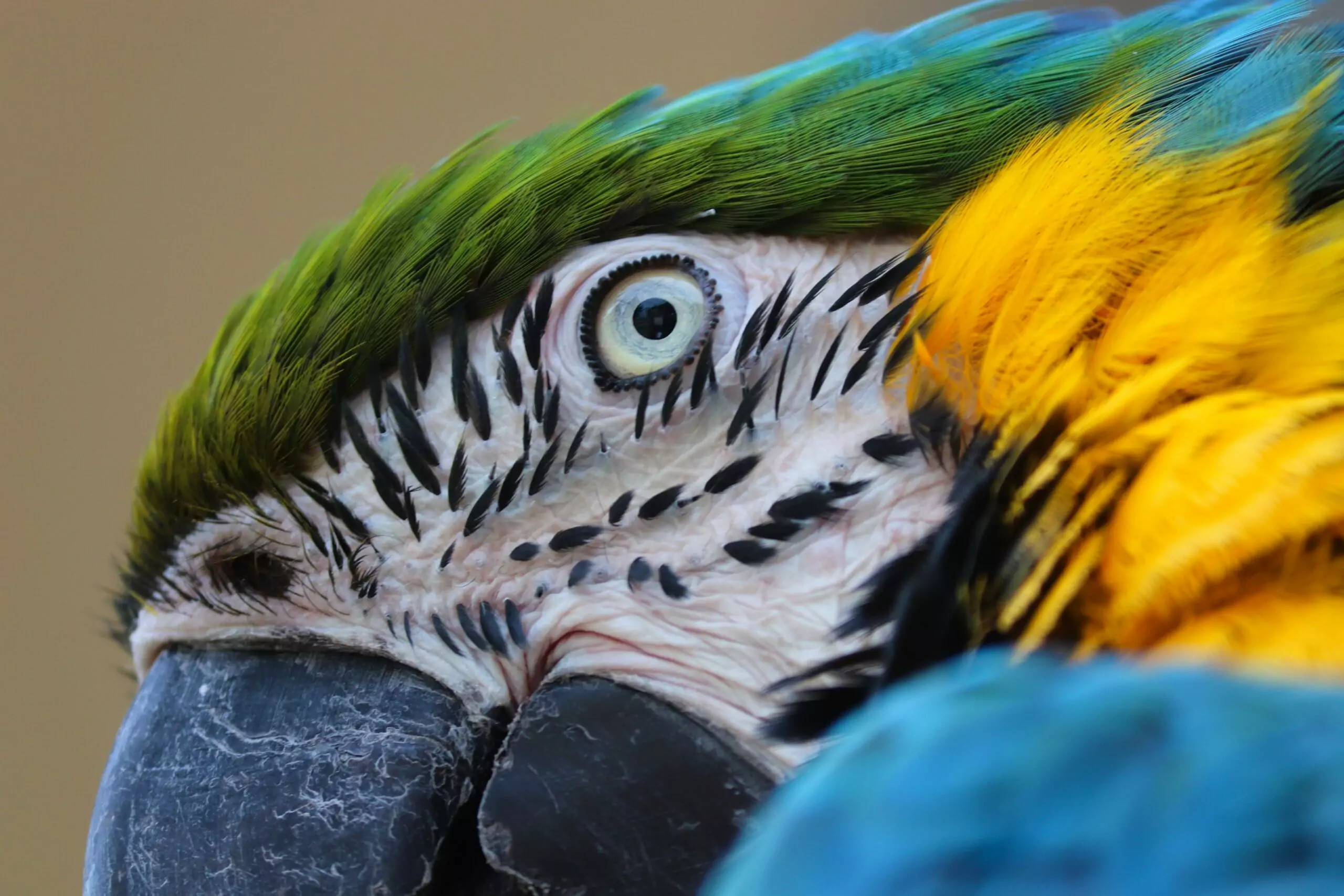 yellow-macaw-6607739